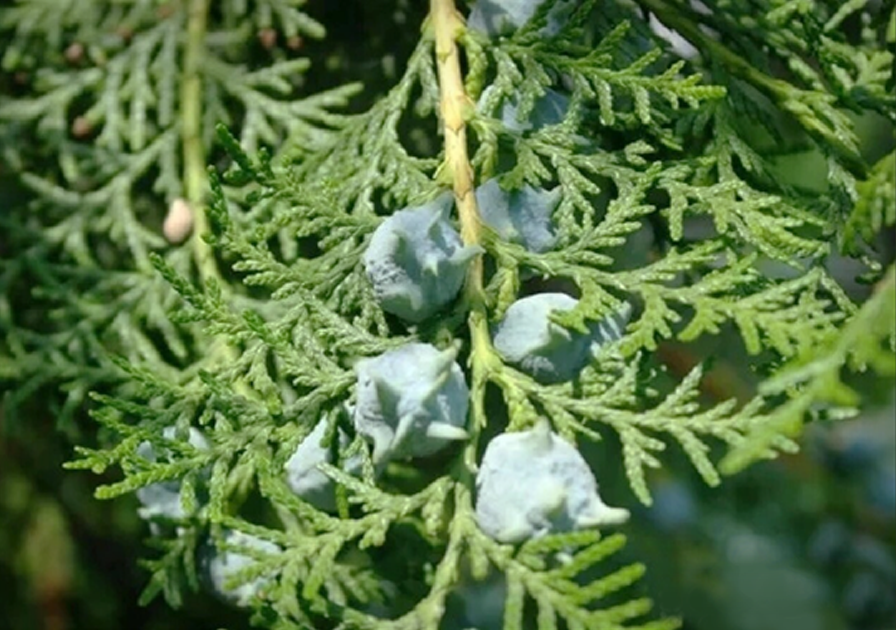 侧柏叶植物